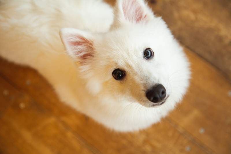 もちろんワンちゃんのソロ写真も