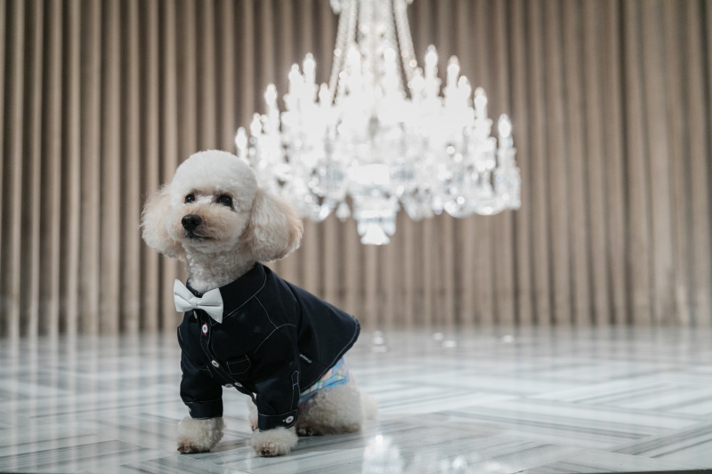 わんちゃんのソロショット