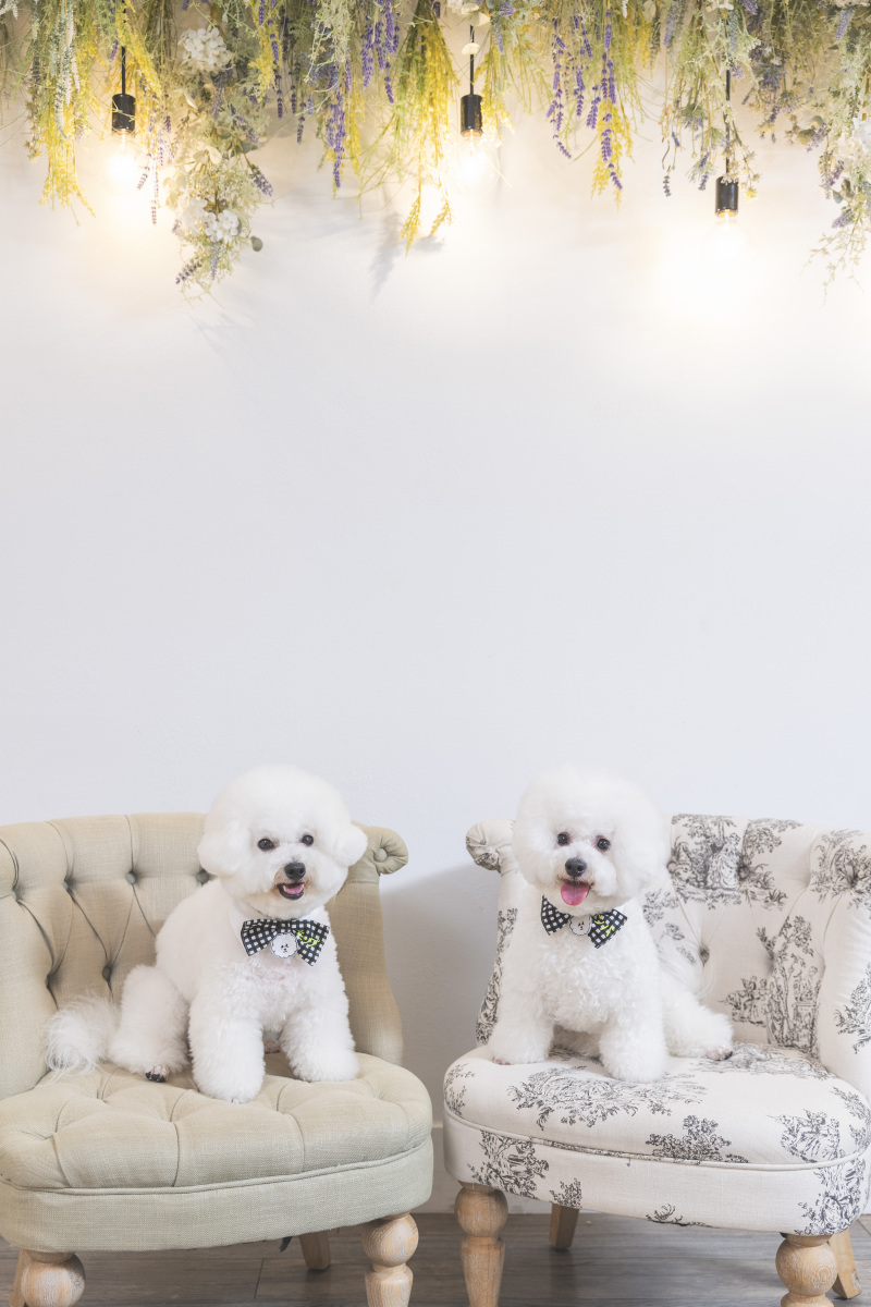 イスを使って❇︎