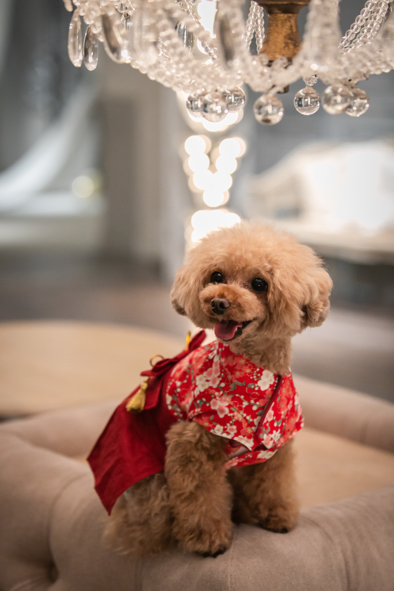 わんちゃんのソロショット!