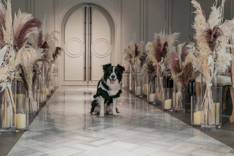 主役はぼくだワン！