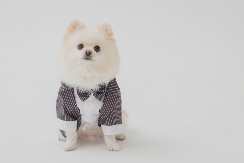 愛犬ちゃんもお色直しで正装に