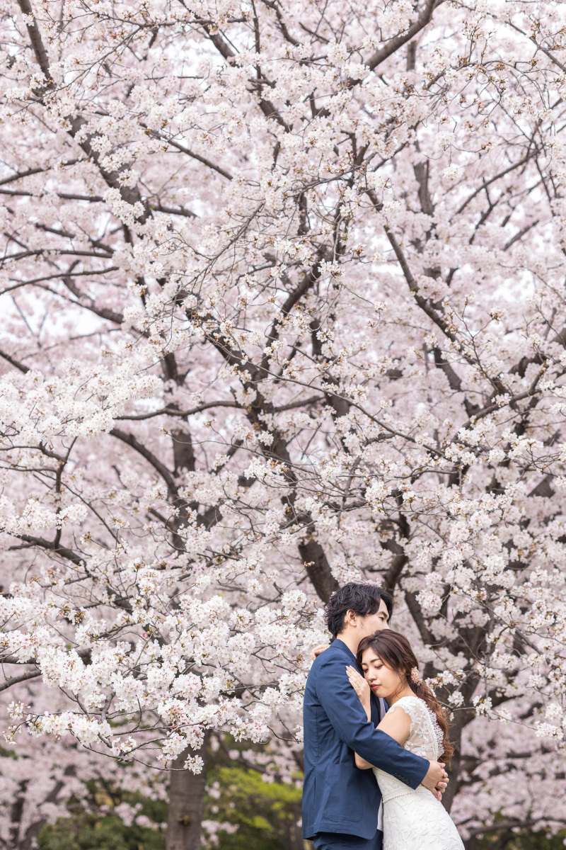 大きな桜の木をバックに