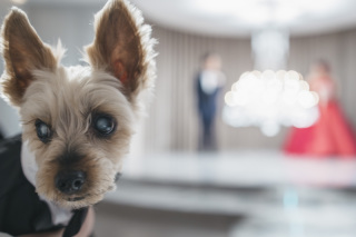 愛犬とPHOTOWEDDING°✧˖°