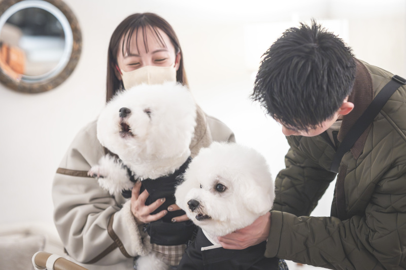 もふもふ♡ビションフリーゼ