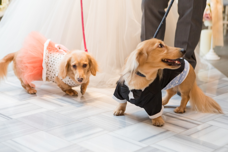 わんちゃんもお洋服を着て♡