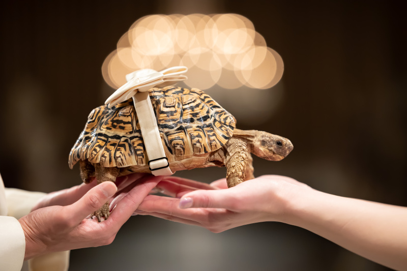 亀さんメインで˚✧₊⁎