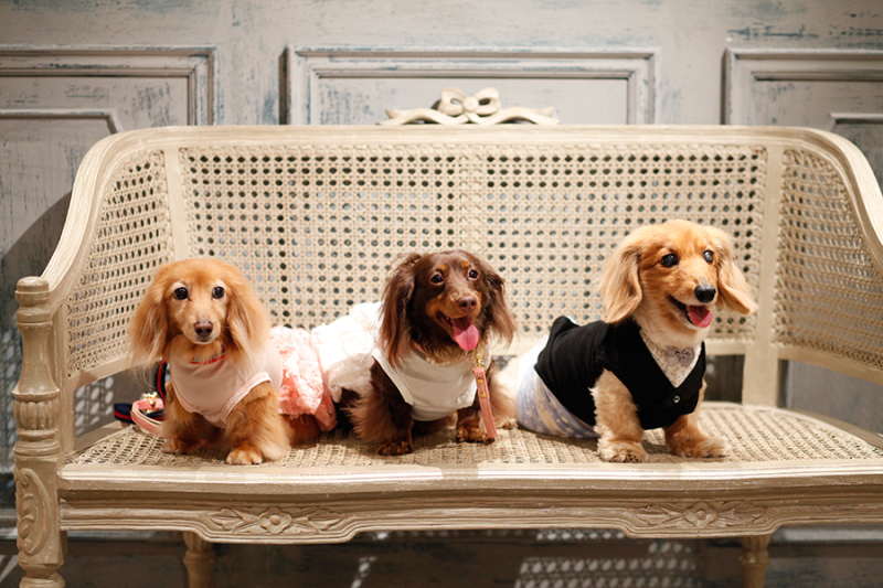 とってもかわいい３匹の登場！！