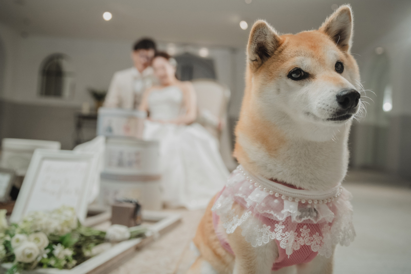 わんちゃんと一緒に