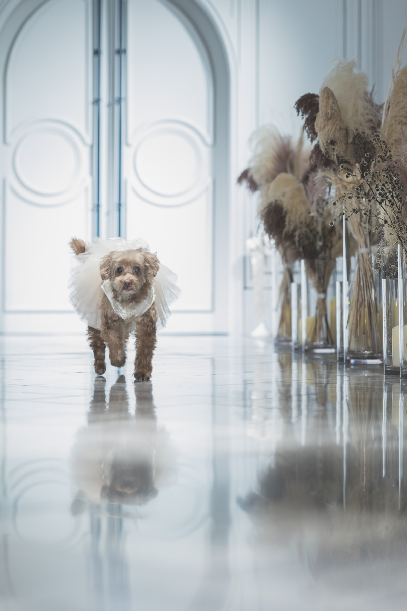 リングドックの登場！