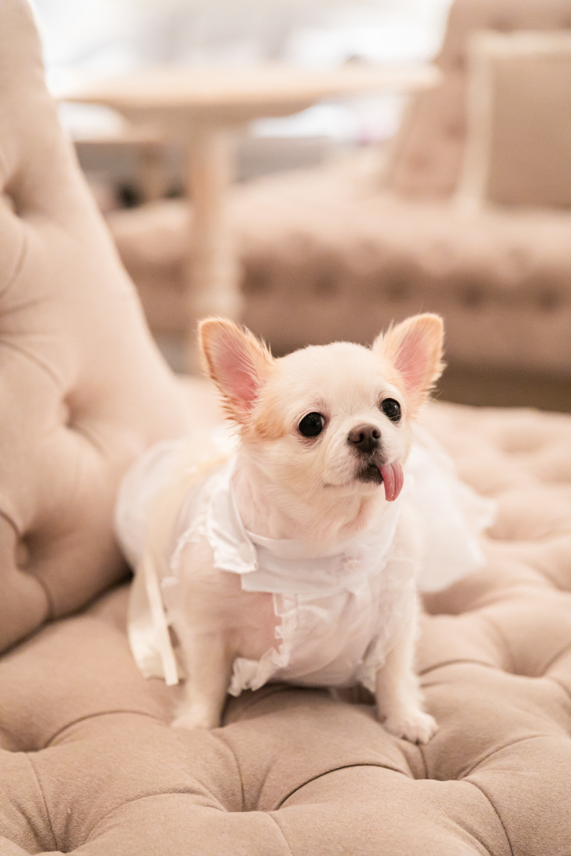 おふたりの大切な家族！