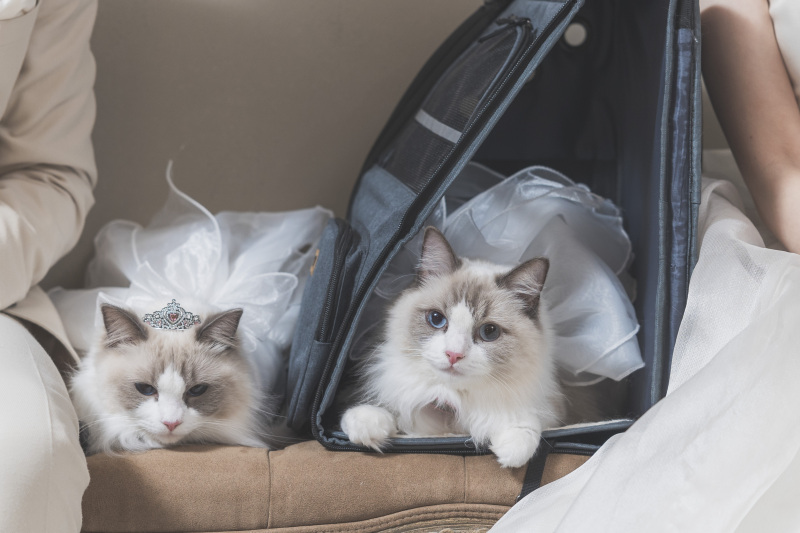 猫ちゃんも一緒に。○