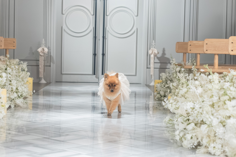 リングドック♡