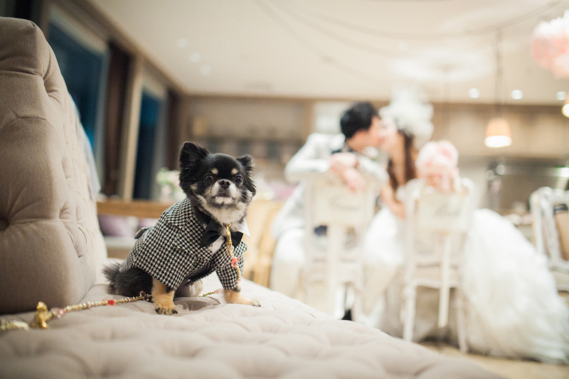 大切なワンちゃん越しのかわいいショットを☆