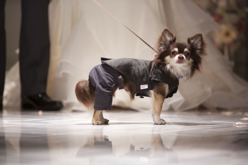 SWITCH梅田_ペットと一緒に撮影できる