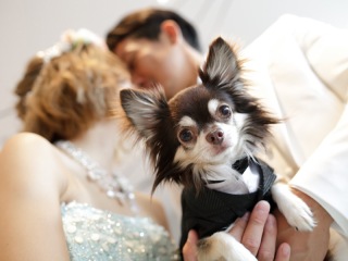 【ペットと撮影プラン】洋装スタジオ撮影〈ワンちゃん・ねこちゃん・インコ・うさぎもOK〉