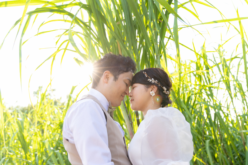 美しい光に包まれ、背の高いサトウキビ畑を背景に。