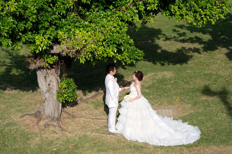 優しい日差し と 優しい木陰