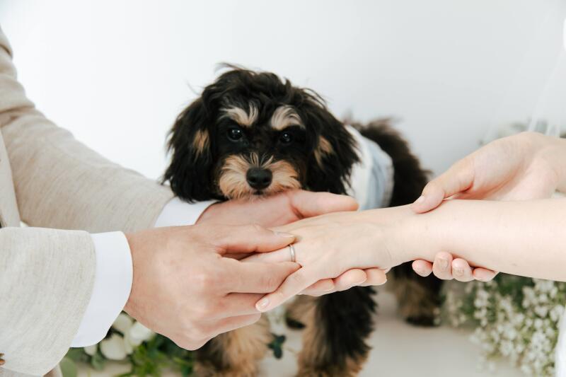 ワタベウェディング仙台フォトスタジオ_ペットと一緒に撮影できる