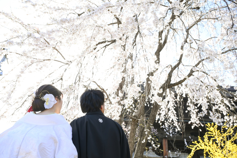 見上げる先の桜