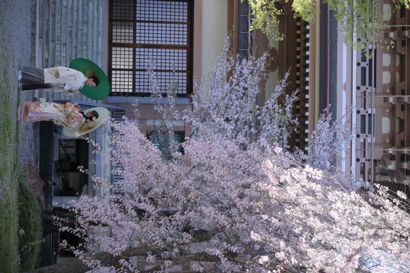 満開の桜
