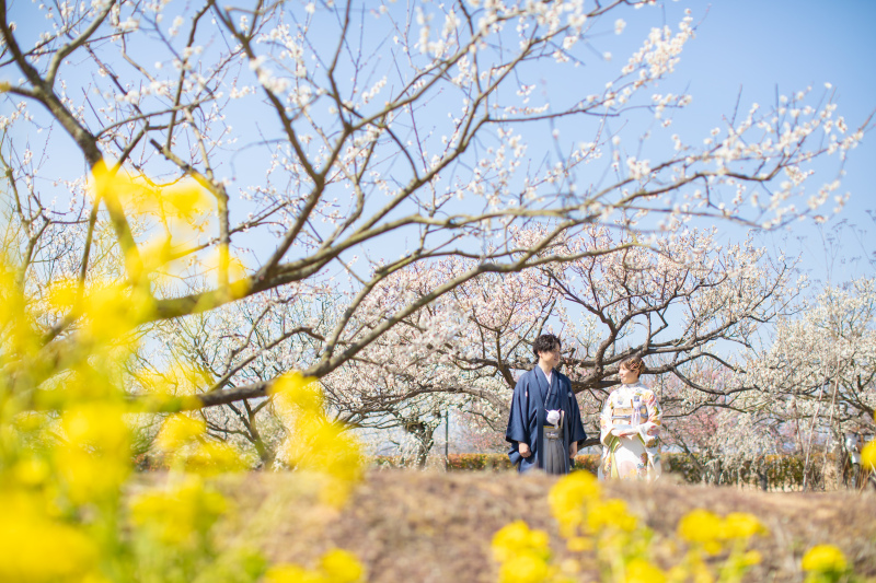 梅の花が咲く丘