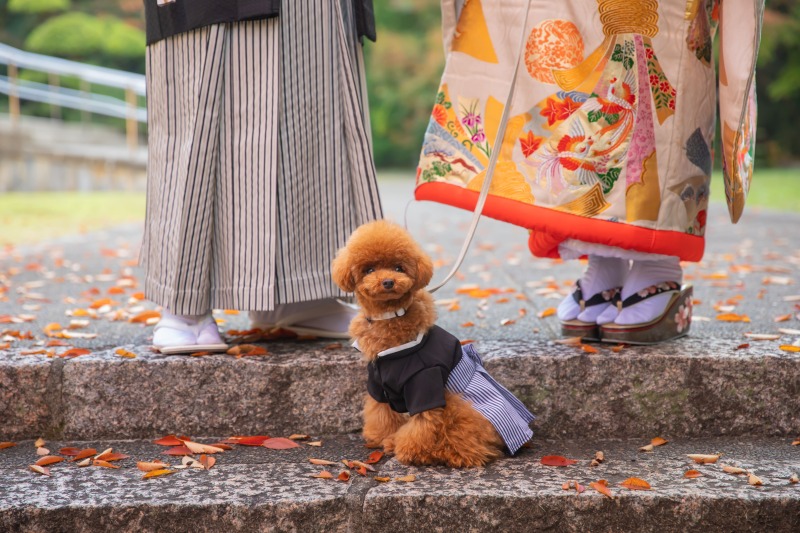 ワンちゃんも和服を着てますよ☆