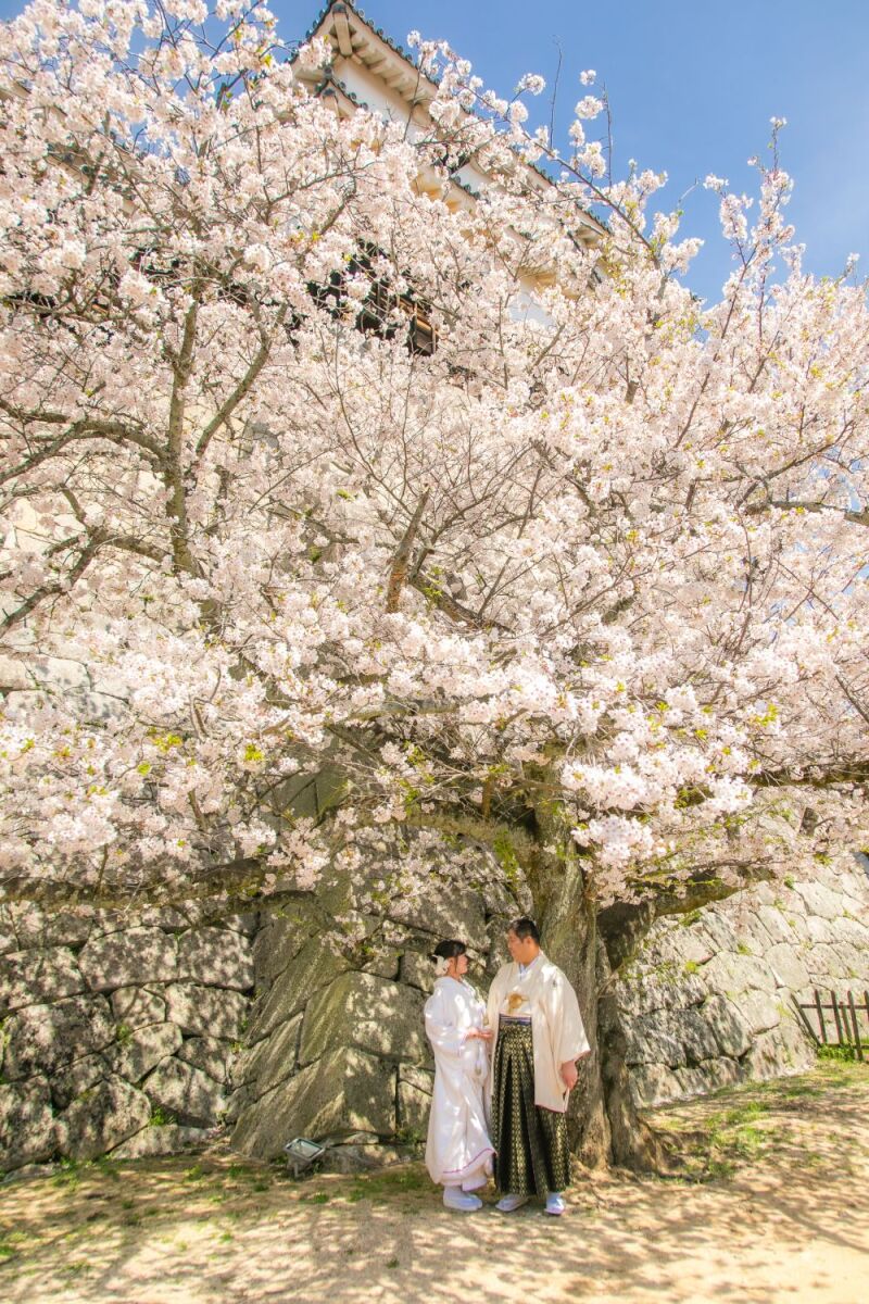 桜ロケ