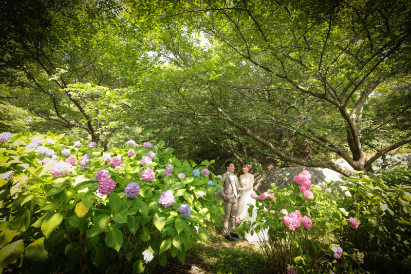 あじさいと新緑