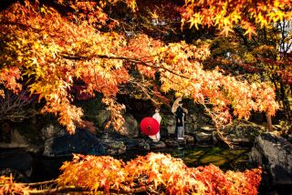 ワタベウェディング松山フォトスタジオ_紅葉