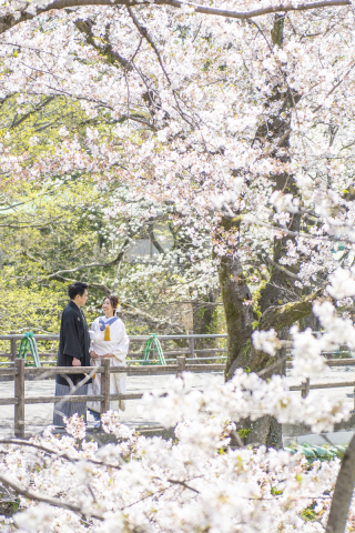 ワタベウェディング熊本フォトスタジオ_桜ロケ（熊本城・白川公園）