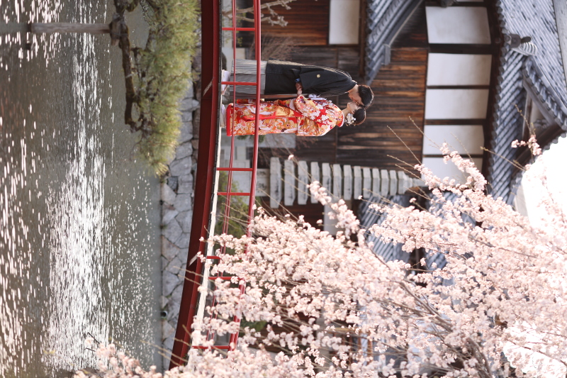 池のキラキラと桜の夕焼け