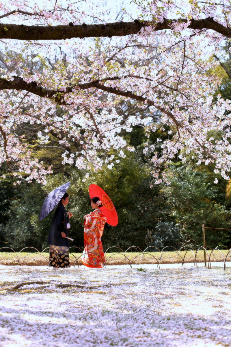 桜と一緒に撮影がしたくて
