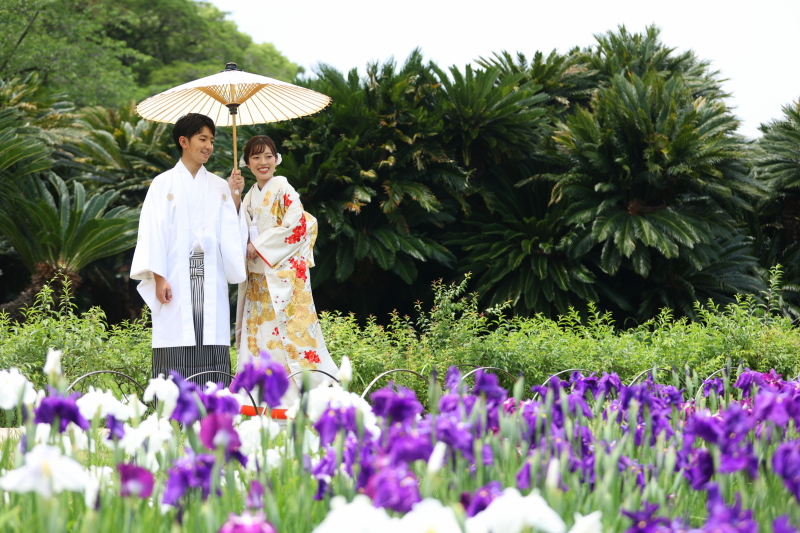 菖蒲が満開でした