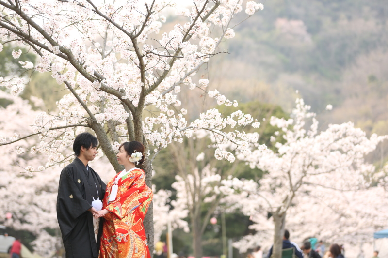 憧れの桜ロケーション!
