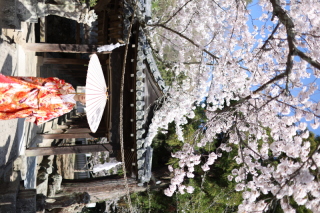 吉備津神社のさくら