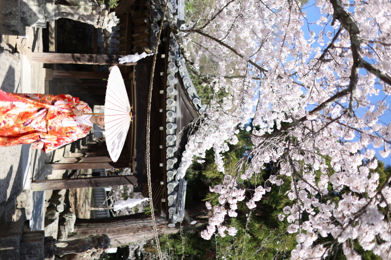 吉備津神社のさくら