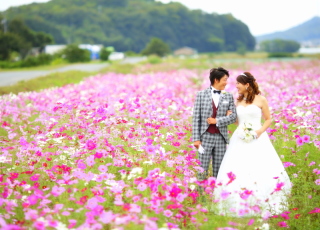 ピンクのお花畑