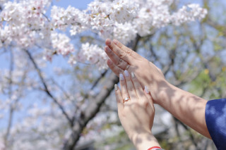 【桜】和装＆洋装ロケーション