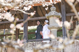 スタジオビュー岡山本店_【2月中旬～3月上旬が見頃】小さなお花がかわいい♥梅ロケーション