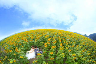 満開のひまわりに囲まれて二人も笑顔満開になりますね★