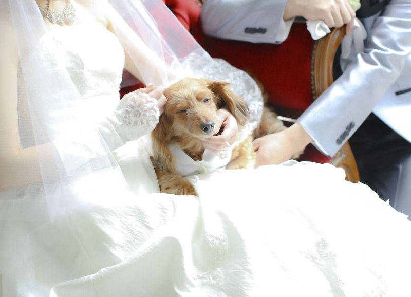 【ペットと一緒に】衣裳1着 スタジオフォト