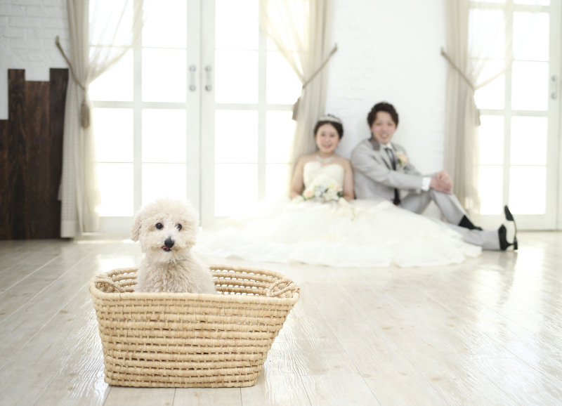 【ペットと一緒に】衣裳1着 スタジオフォト