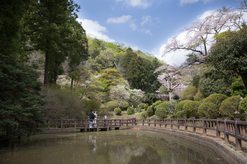 桜ロケーションフォト