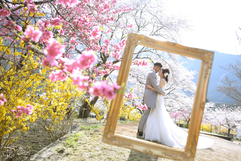 あまりにも綺麗な桜に