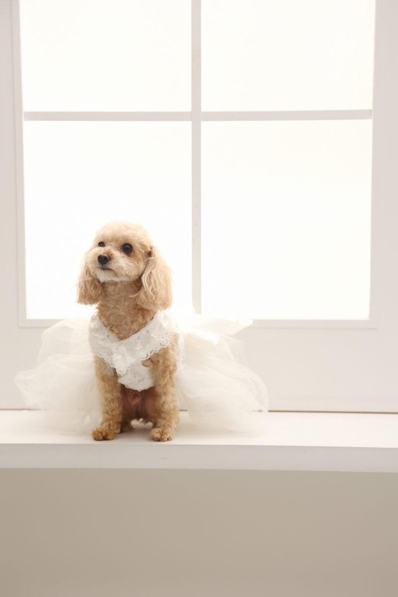 ソロショット！