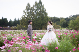 コスモス畑で前撮り