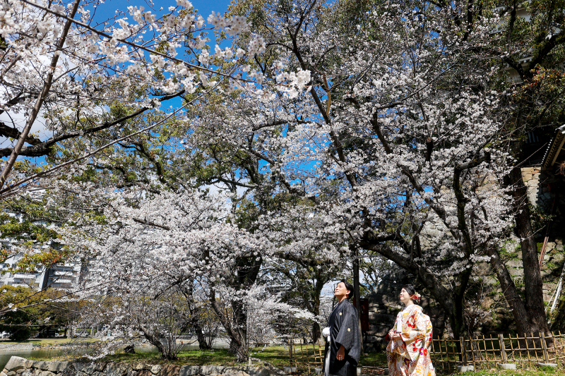 青空と桜
