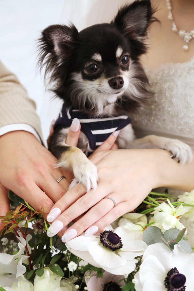 ＼ふたりのけっこんを認めます！／