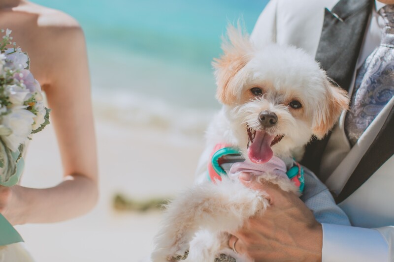 CREATIVE STUDIO by ワタベウェディング_ペットと一緒に撮影できる